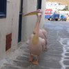 Pelicans'04