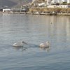 Pelicans'04