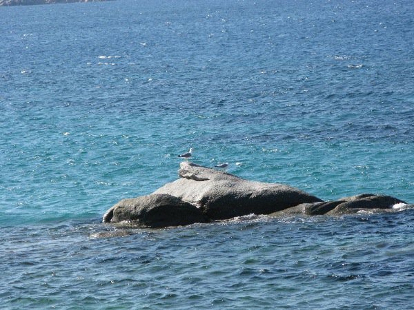 Seagulls