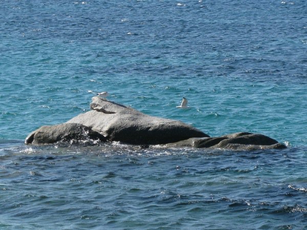 Seagulls