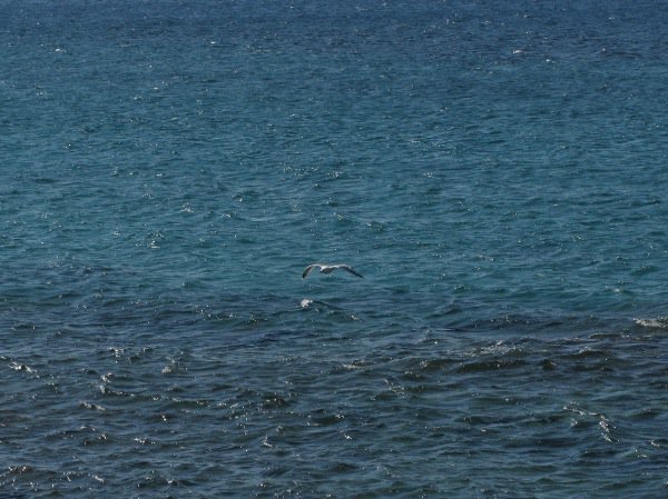 Seagulls