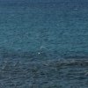 Seagulls