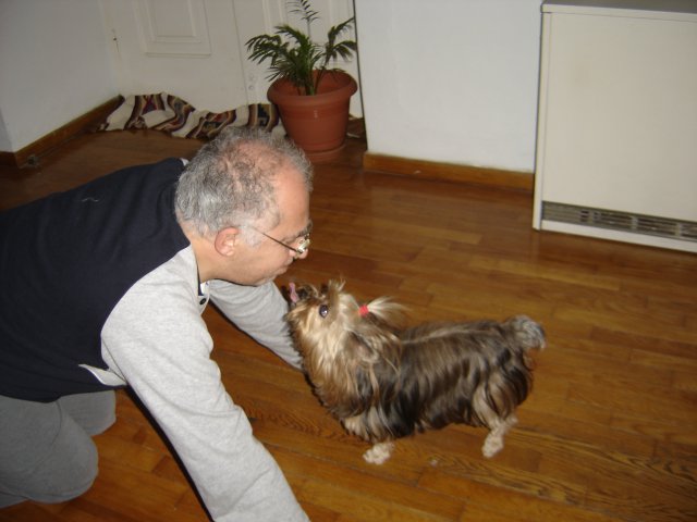 My Yorkie