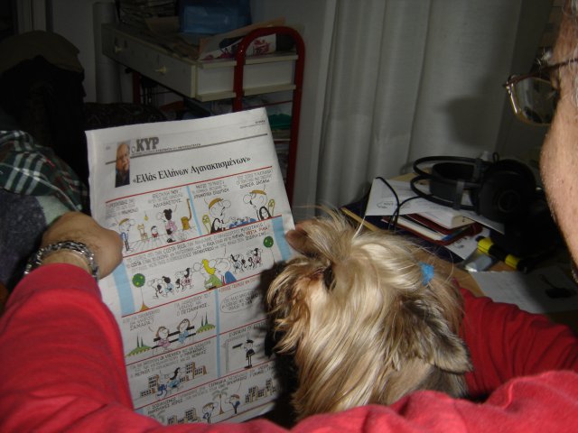 My Yorkie
