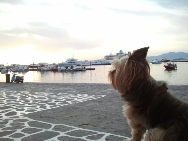 My Yorkie