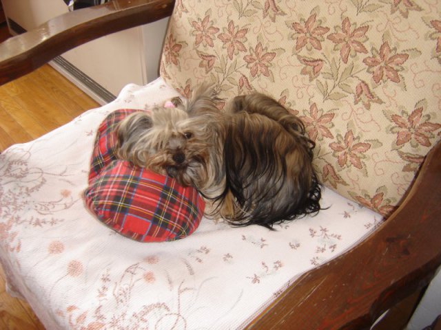 My Yorkie