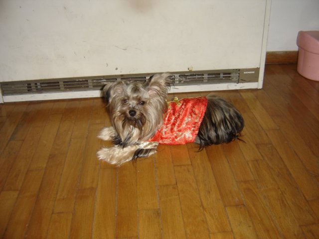 My Yorkie