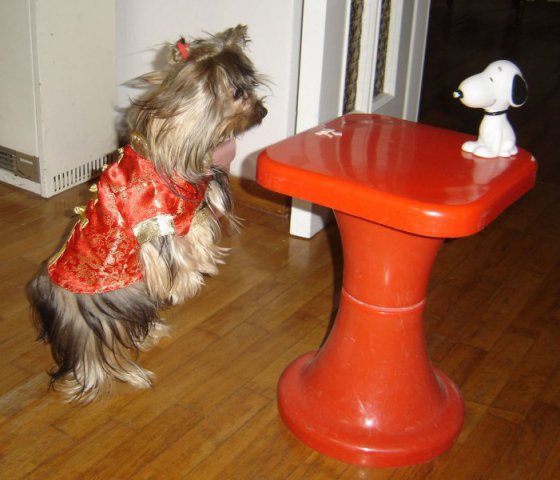 My Yorkie