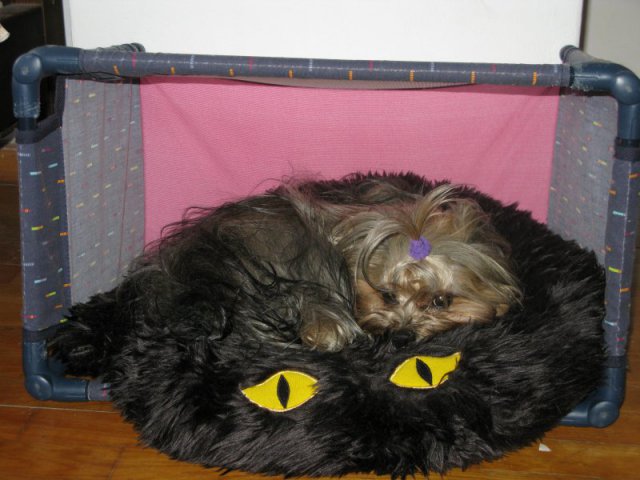 My Yorkie
