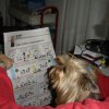 My Yorkie