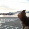 pets » Yorkie