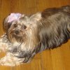 My Yorkie