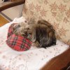 My Yorkie