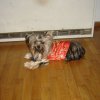 My Yorkie
