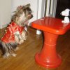 My Yorkie